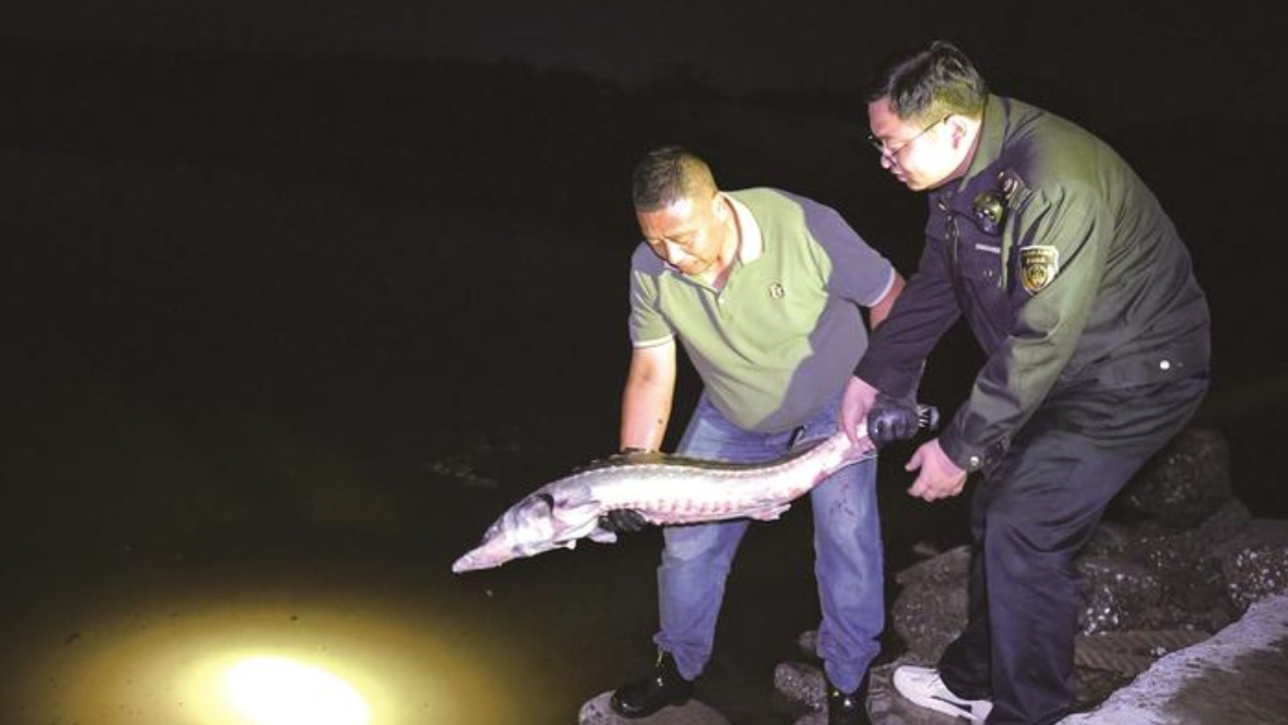 如東漁民意外捕獲一條長約120厘米、重約20公斤“怪魚”  大塊頭野生中華鱘放歸大海